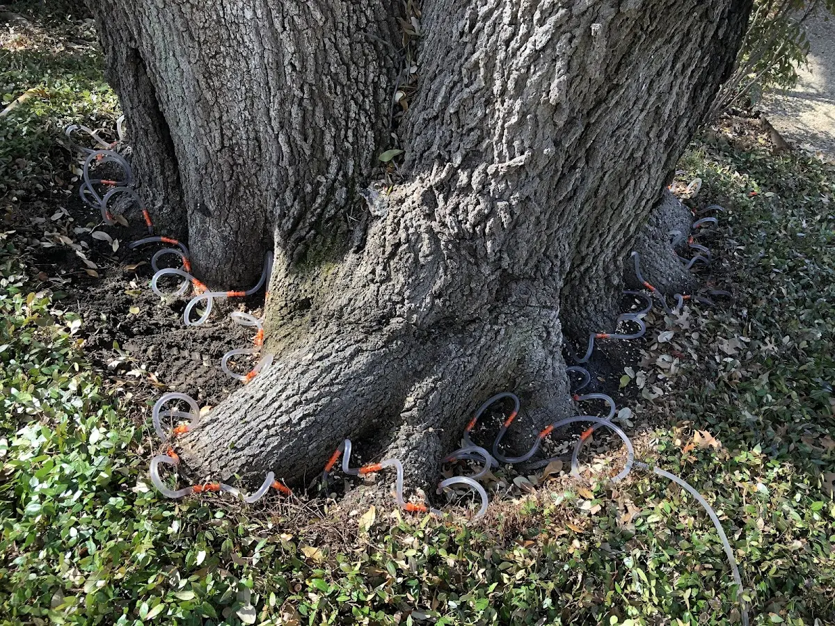 Detailed Tree Cabling and Bracing job site in Sweet Grass